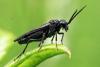 Dolerus sp.